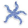 "Ocean Starfish" Vinyl Sticker